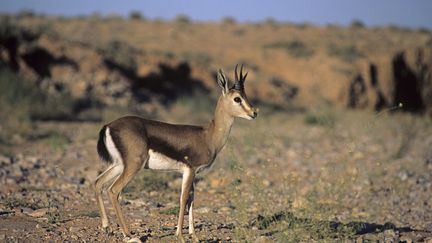 La gazelle dorcas, une espèce menacée. (MICHEL GUNTHER / BIOSPHOTO/ AFP)