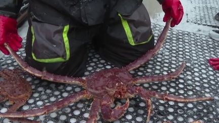 En Norvège, le crabe royal prolifère et attire pêcheurs et touristes (FRANCE 2)