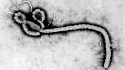 Ebola : identification de la souche du virus présent en République Démocratique du Congo