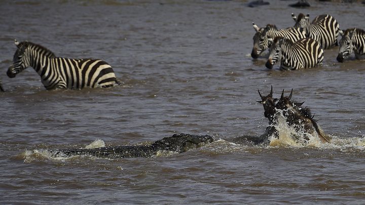 Un crocodile attaque un gnou, lors de la travers&eacute;e de la rivi&egrave;re Mara (Kenya), le 1er septembre 2015. (CARL DE SOUZA / AFP)