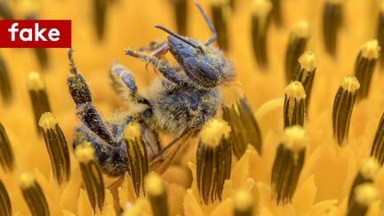 Non, Einstein n'a jamais fait de citation à propos des abeilles. (FRANCEINFO)