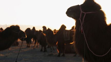 Ledit rituel permet aux bergers mongols d’encourager les chamelles à accepter leur nouveau-né ou à adopter un chamelon orphelin. «La mère est attachée près du petit et un chanteur entonne doucement sa mélopée monocorde, qu’il accompagne de gestes et de sons». Le chanteur, accompagné par un violon à tête de cheval ou une flûte, adapte sa mélodie en fonction de la réaction de la chamelle, qui peut se montrer agressive. La photo montre un groupe de chameaux à Dalanzadgad (sud de la Mongolie). (REUTERS - B. Rentsendorj)