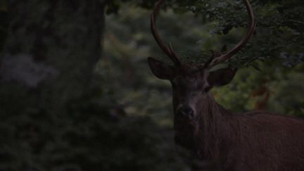 C'est un rituel lorsque l'automne arrive et les amoureux de nature, de nature sauvage, ne manqueraient pour rien au monde la période du brame du cerf.&nbsp; (CAPTURE ECRAN FRANCE 3)