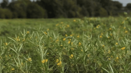 Environnement : la jussie, une plante aquatique invasive (France 2)