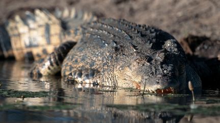 Un crocodile d'eau sal&eacute;e dans le parc national du Kakadu, en Australie. (WINFRIED WISNIEWSKI / DPA / AFP)