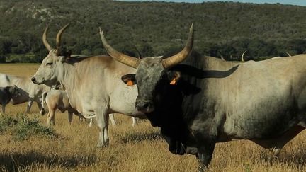 Italie : à la rencontre des derniers cowboys de Toscane