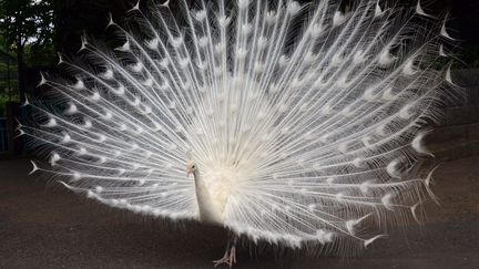 Un paon blanc au zoo de&nbsp;Yokohama, pr&egrave;s de Tokyo, le 25 mai 2014. (YOSHIKAZU TSUNO / AFP)