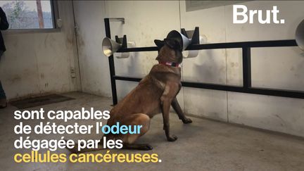 Le programme KDOG cherche à mettre au point une technique de détection des tumeurs cancéreuses par l'odorat canin.