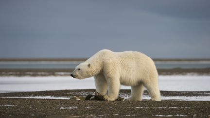 Un ours polaire sur l'&icirc;le Wrangel (Russie), dans l'oc&eacute;an arctique.&nbsp; (SERGEY GORSHKOV / MINDEN PICTURES / AFP)