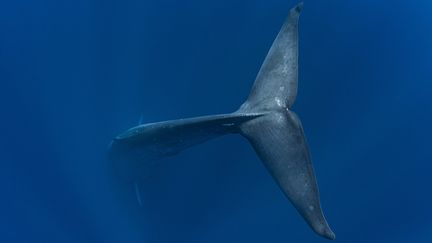 Imaginez une membrane&nbsp;qui ondule comme une queue de baleine bleue. (SIMONLORENZ / MEDIADRUMWORLD / MAXPPP)