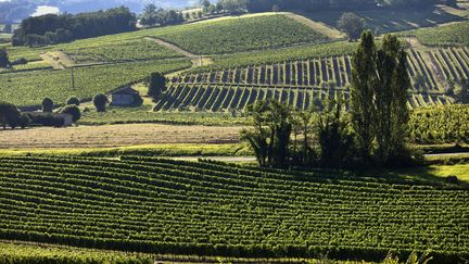 Les vignes AOC de Saussignac, le 13 août 2018, en Dordogne. (PHILIPPE ROY / PHILIPPE ROY)