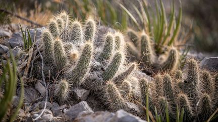 Les "cactus", une récompense qui pique un peu pour les entreprises lauréates, sont décernés chaque année par le magazine "60 Millions de consommateurs". (EDWIN REMSBERG / UNIVERSAL IMAGES / GETTY)