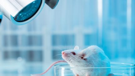 L'intelligence artificielle peut-elle remplacer les tests sur les animaux en laboratoire ?