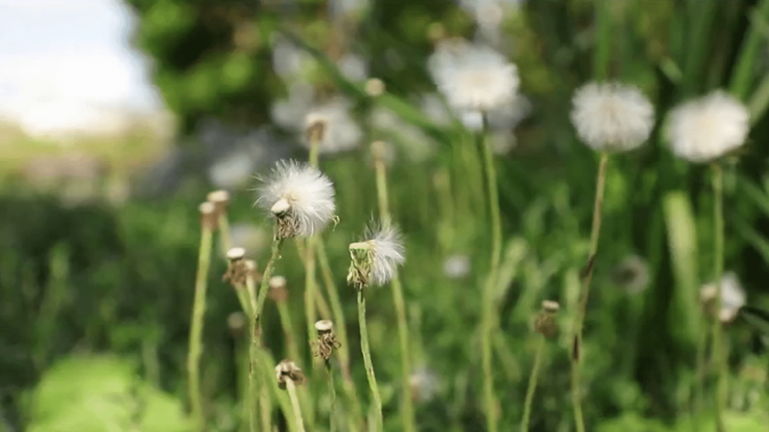 sante-the-growing-problem-of-pollen-allergies-due-to-global-warming