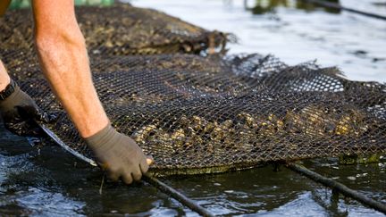 Des coussins d'huîtres sur tables d'élevage dans un parc à huîtres du Bassin d'Arcachon (2018). (PHILIPPE ROY / PHILIPPE ROY)