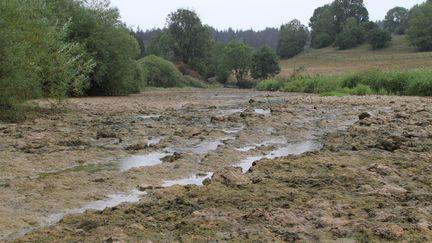 Canicule : de nombreuses conséquences sur l'environnement