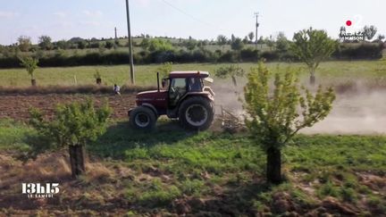 VIDEO. L'agroforesterie pour restaurer un écosystème vertueux dans les champs... avec le retour des arbres et des haies