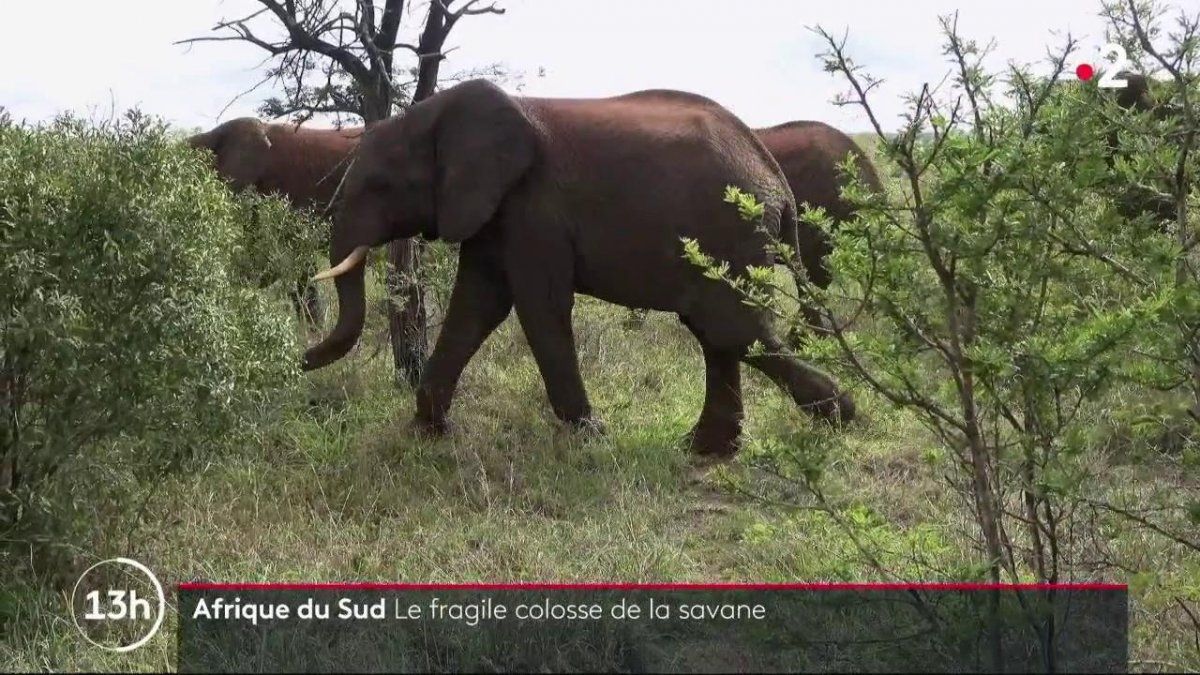 Qui sont les Big Five de la savane africaine ?