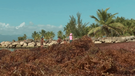 Guadeloupe : des algues nauséabondes gâchent la vie des habitants