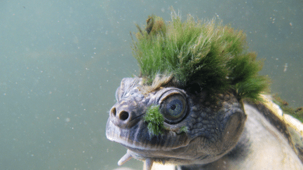 La tortue de la Mary River, ou&nbsp;Elusor macrurus, qui vit en Australie, est menacée. (LONDON ZOOLOGICAL SOCIETY)