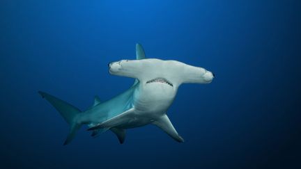 Un requin-marteau, pris en photo en 2015. (VINCENT TRUCHET / BIOSPHOTO / AFP)