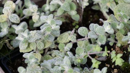 Origanum dictamnus (le dictamne de Crète). (ISABELLE MORAND / RADIO FRANCE / FRANCE INFO)