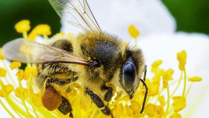 Dans le monde, trois cultures sur quatre qui produisent des fruits ou des semences destinés à l'alimentation humaine dépendent en partie des abeilles et d'autres pollinisateurs. (FAO / GREG BEALS)