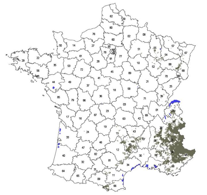 La répartition du loup en France en 2016, selon les données de l'ONCFS. En vert foncé, les lieux où sa présence est régulière. En vert clair, là où elle est occasionnelle. (ONCFS)