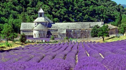 L'abbaye Notre-Dame-de-Sénanque à Gordes dans le Vaucluse (JEAN-MARC LALLEMAND / MAXPPP)