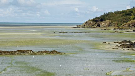 Gare à la prolifération d'algues sur tout le littoral français (Cr&eacute;dits Photo : Wikimedia Commons / Colsu)