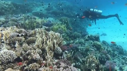 En Égypte, les coraux ont mieux résisté au réchauffement climatique. Des scientifiques étudient ces fonds marins afin de mieux les préserver. (FRANCEINFO)