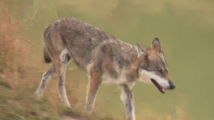 Finistère : un loup a été aperçu, 100 ans après sa disparition