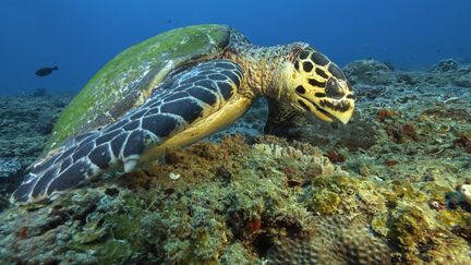 En Martinique, les tortues marines sont menacées par la présence d'une herbe invasive. (FLORIAN LAUNETTE / MAXPPP)