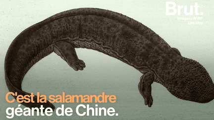 En Occident, la salamandre est connue pour sa petite taille. Pourtant, en Asie, il existe des versions géantes telles que la salamandre de Chine.