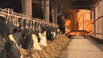 Alors que l’échéance se rapproche, les agriculteurs français redoutent un Brexit sans accord. Leur manque à gagner serait très important. (CAPTURE D'ÉCRAN FRANCE 3)