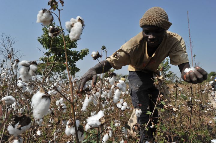 La récolte du coton dans un champ du&nbsp;village de&nbsp;Tangafla, près de Korhogo (nord de la Côte d'Ivoire), le 10 décembre 2011 (ISSOUF SANOGO / AFP)