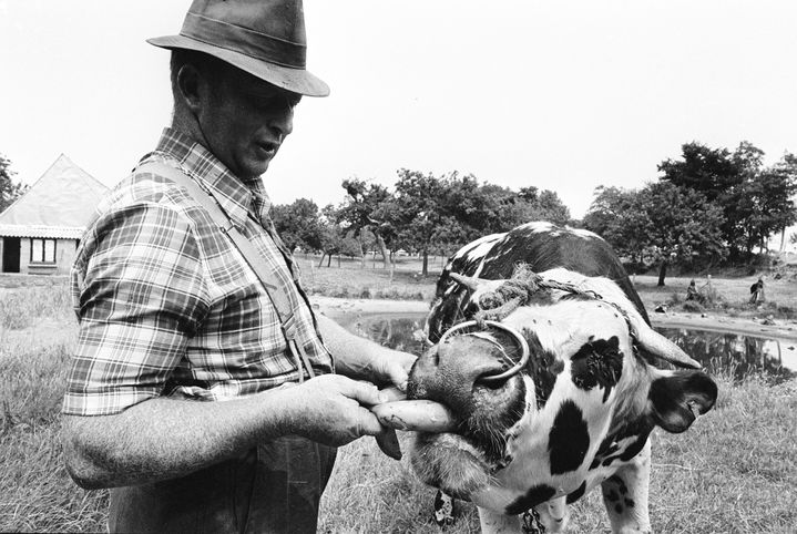 Le 9 juillet 1976, un agriculteur est obligé de nourrir son taureau avec une banane, faute d'herbe à lui donner à cause de la sécheresse. (STF / AFP)