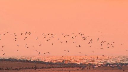 En Vendée, la baie de l’Aiguillon est l’endroit parfait pour observer la migration des oiseaux. Reportage. (CAPTURE ECRAN FRANCE 3)