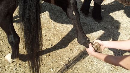 &nbsp; (L’ostéopathie animalière - photo prétexte)