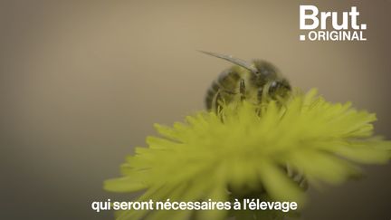 Entre 1995 et aujourd'hui, leur taux de mortalité est passé de 5 à 30 %. Pourtant, elles jouent un rôle essentiel. Voici quatre conseils pour préserver les abeilles au quotidien.