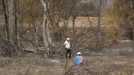 Une forêt brûlée dans la région d'El Taref (Algérie), le 18 août 2022.&nbsp; (HAMZA ZAIT / ANADOLU AGENCY / AFP)