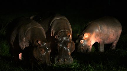 Des hippopotames en Colombie, le 23 avril 2023. (RAUL ARBOLEDA / AFP)