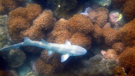 Un très jeune requin-chabot nage dans un récif de corail à Pattaya (Thaïlande), le 3 septembre 2011, après avoir été remis en liberté lors d'une opération de protection. (CHRISTOPHE ARCHAMBAULT / AFP)