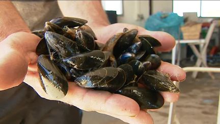 Il faut choisir des moules bien fermées quand on les achète. (France 3)