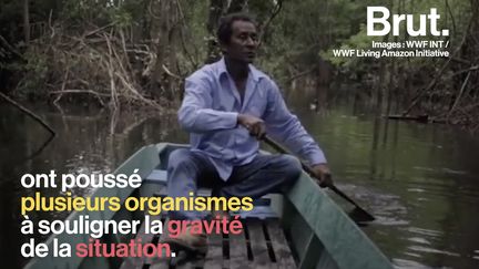 La forêt amazonienne brûle. Et c'est de nombreux peuples, espèces animales et végétales qui sont directement touchés. Voilà 3 conséquences de ces incendies.