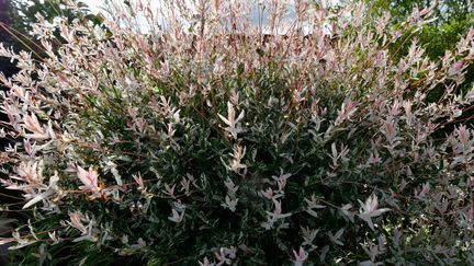 Salix integra 'Hakuro Nishiki'. Du rose crevette au jardin.&nbsp; (ISABELLE MORAND / RADIO FRANCE)