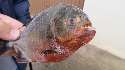 Long de 17 cm et haut de 8 cm, ce piranha a &eacute;t&eacute; p&eacute;ch&eacute;,&nbsp;le 23 mai 2014,&nbsp;dans un &eacute;tang pr&egrave;s de Saint-Di&eacute;-des-Vosges. (  MAXPPP)