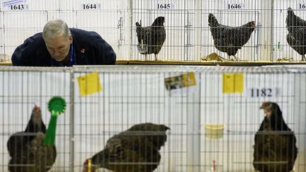 Une exposition de poules de Marans et de Dorking en Angleterre. (LEON NEAL / GETTY IMAGES EUROPE)