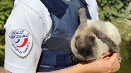 Le lapin&nbsp;prénommé Rubylax a été secouru et pris en charge par la police le 15 juillet 2017. (P.N. / RADIO FRANCE)