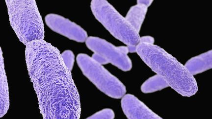 Klebsiella pneumoniae résiste a presque tous les traitements antibiotiques (&copy;Fotolia)